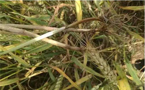 小麥紋枯病