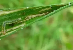 主要地下害蟲(chóng)——小麥溝牙甲