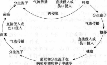 稻瘟病的病害循環(huán)