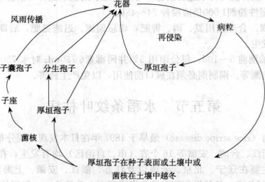 稻曲病的病害循環(huán)