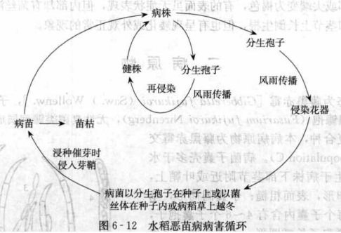水稻惡苗病的病害循環(huán)