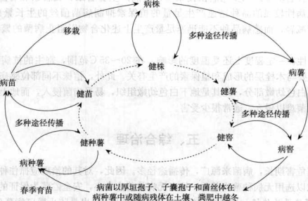甘薯黑斑病的病害循環(huán)