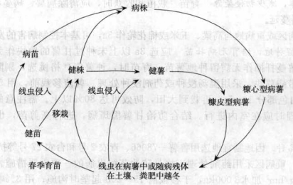 甘薯莖線蟲病的病害循環(huán)