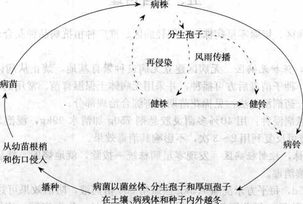棉花枯萎病的病害循環(huán)