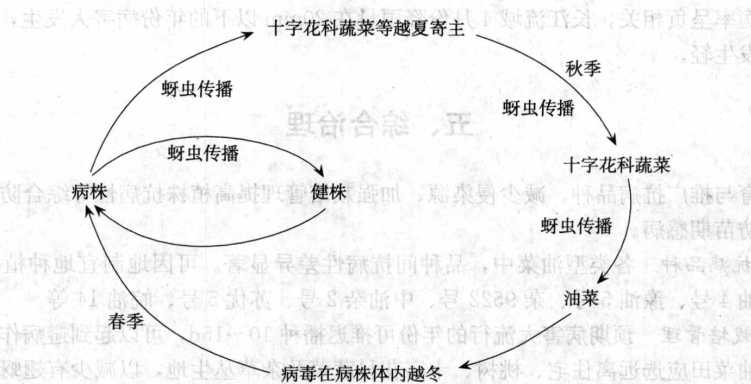 油菜病毒病的病害循環(huán)