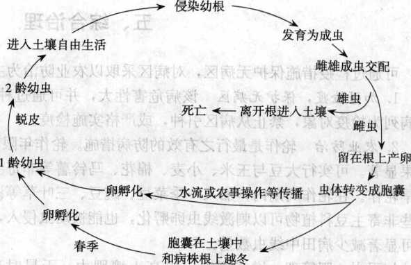 大豆胞囊線蟲病的病害循環(huán)