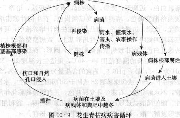花生青枯病的病害循環(huán)