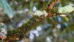 茶樹苔蘚、地衣的癥狀與防治